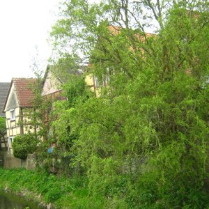 Rodenberg (Deister)