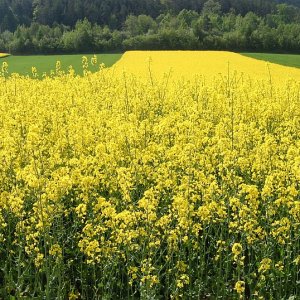 Rapsfelder in voller Blüte