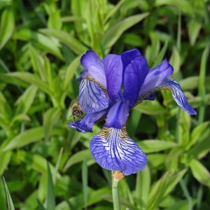 wildwachsende Lilien