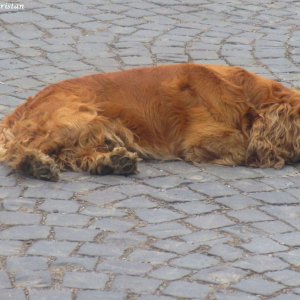 Straßenhund beim Moldaukloster Moldovita