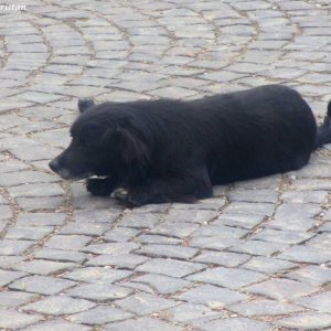 Straßenhund beim Moldaukloster Moldovita