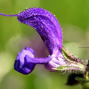 Wiesensalbei