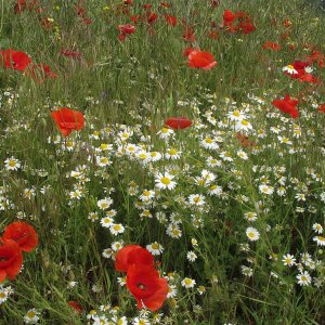 bunter Feldsaum mit Klatschmohn und Margeriten