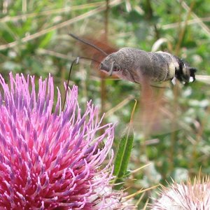 Taubenschschwänzchen an Distel