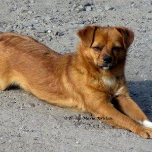 Straßenhund beim Moldaukloster Voronet