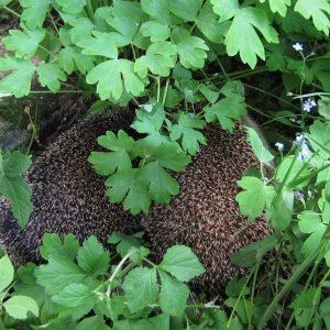 Igel - Besuch im Garten