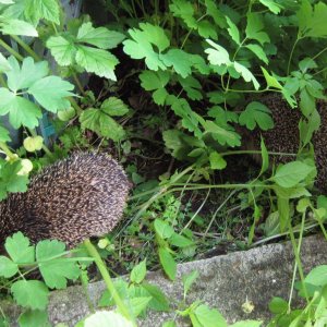 Igel - Besuch im Garten