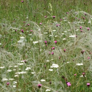 bunter Mix aus Wiesenblumen