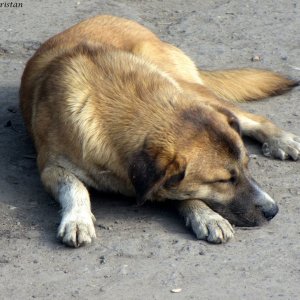 Straßenhund beim Moldaukloster Voronet