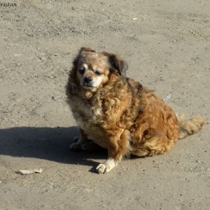 Straßenhund beim Moldaukloster Voronet