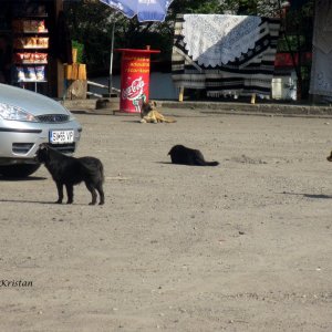 Straßenhunde beim Moldaukloster Voronet