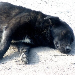 Straßenhund beim Moldaukloster Voronet