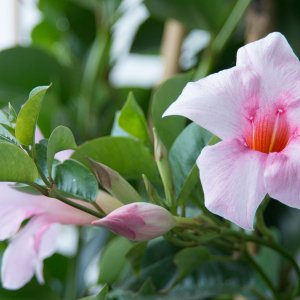 Sundaville (Mandevilla) am Balkon