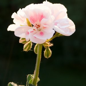 Pelargonie - 1