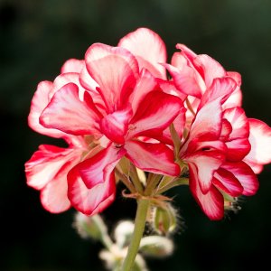 Pelargonie -2