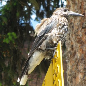 Tannenhäher (Nucifraga caryocatactes), Schatzalp Davos