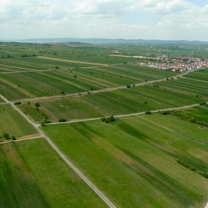 nahe Rust am Neusiedlersee