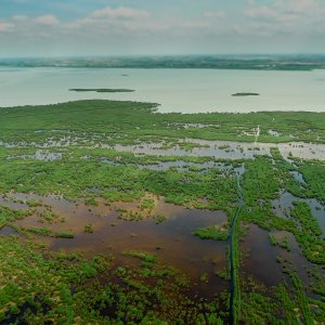 Schilfgürtel am Neusiedlersee