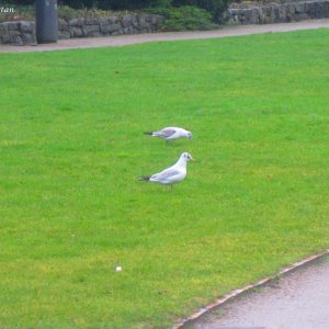 Zwei Besucher auf der Wiese beim Holstentor in Lübeck