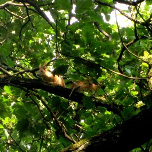 Eichhörnchen. Am Weg zur Burgruine Gösting, Graz