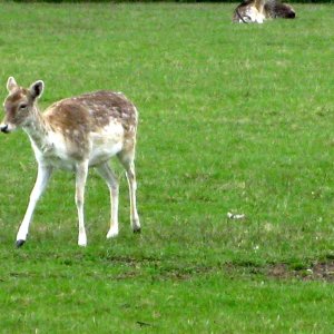 Lainzer Tiergarten bei der Hermesvilla.