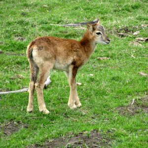 Lainzer Tiergarten bei der Hermesvilla.