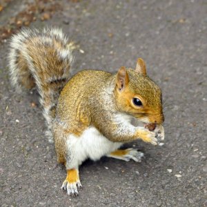 Greenwich-London: Königliches Eichkätzchen