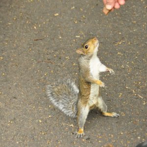 Königliches Eichkätzchen im Greenwich-Park