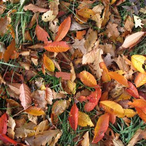 Herbst zwischen Sulzer Höhe und Höllenstein