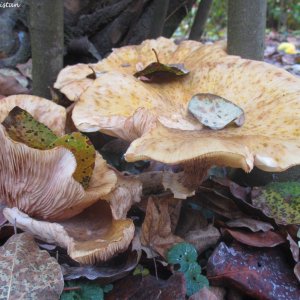 Herbstliche Impressionen vom Grazer Botanischen Garten