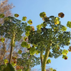 Herbstliche Impressionen vom Grazer Botanischen Garten