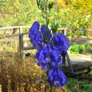 Herbstliche Impressionen vom Grazer Botanischen Garten