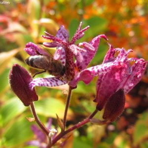 Herbstliche Impressionen vom Grazer Botanischen Garten