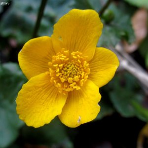 Herbstliche Impressionen vom Grazer Botanischen Garten