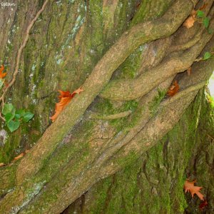 Herbstliche Impressionen vom Grazer Botanischen Garten