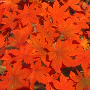 Herbstliche Impressionen vom Grazer Botanischen Garten