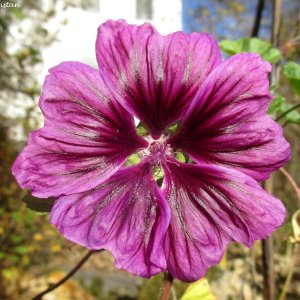 Herbstliche Impressionen vom Grazer Botanischen Garten