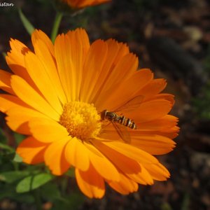 Herbstliche Impressionen vom Grazer Botanischen Garten