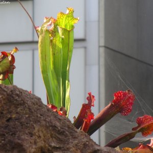 Herbstliche Impressionen vom Grazer Botanischen Garten