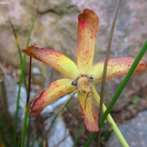 Herbstliche Impressionen vom Grazer Botanischen Garten