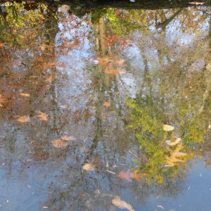 Herbstliche Impressionen vom Grazer Botanischen Garten