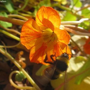 Herbstliche Impressionen vom Grazer Botanischen Garten