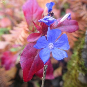 Herbstliche Impressionen vom Grazer Botanischen Garten