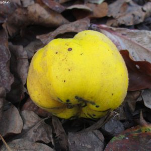 Herbstliche Impressionen vom Grazer Botanischen Garten