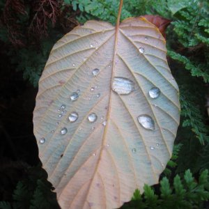 Herbstliche Impressionen vom Grazer Botanischen Garten