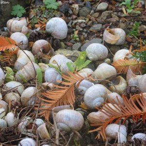 Herbstliche Impressionen vom Grazer Botanischen Garten