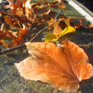 Herbstliche Impressionen vom Grazer Botanischen Garten