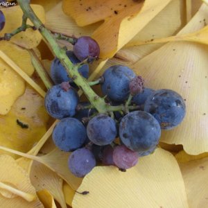 Herbstliche Impressionen vom Grazer Botanischen Garten