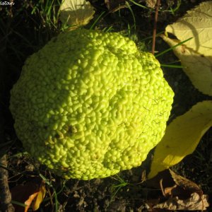 Herbstliche Impressionen vom Grazer Botanischen Garten