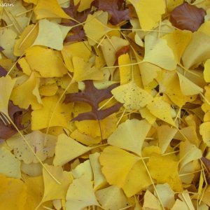 Herbstliche Impressionen vom Grazer Botanischen Garten